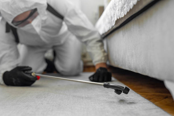 Professional Bed Bug Control technician working in Hallsville, MO
