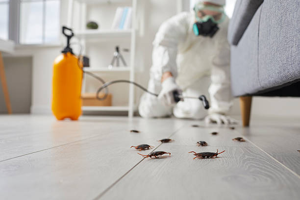 Trusted Rodent Control service in Hallsville, MO - Nex Pest Control